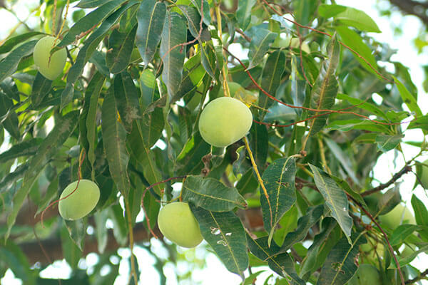 カンボジアのマンゴーの木