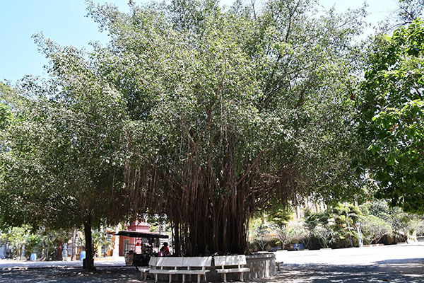 涼しい木陰を作ってくれる樹齢500年の大木