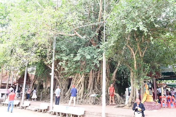 密林の中の菩提樹