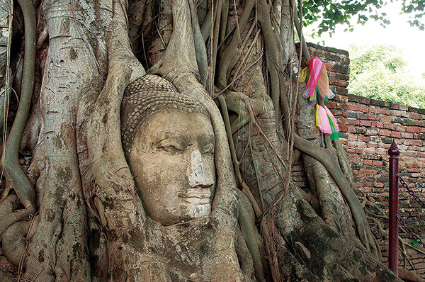 木の根に埋め込まれた仏像の頭