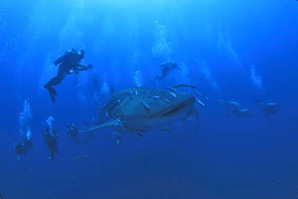 タオ島ダイビング、ジンベエザメに会える